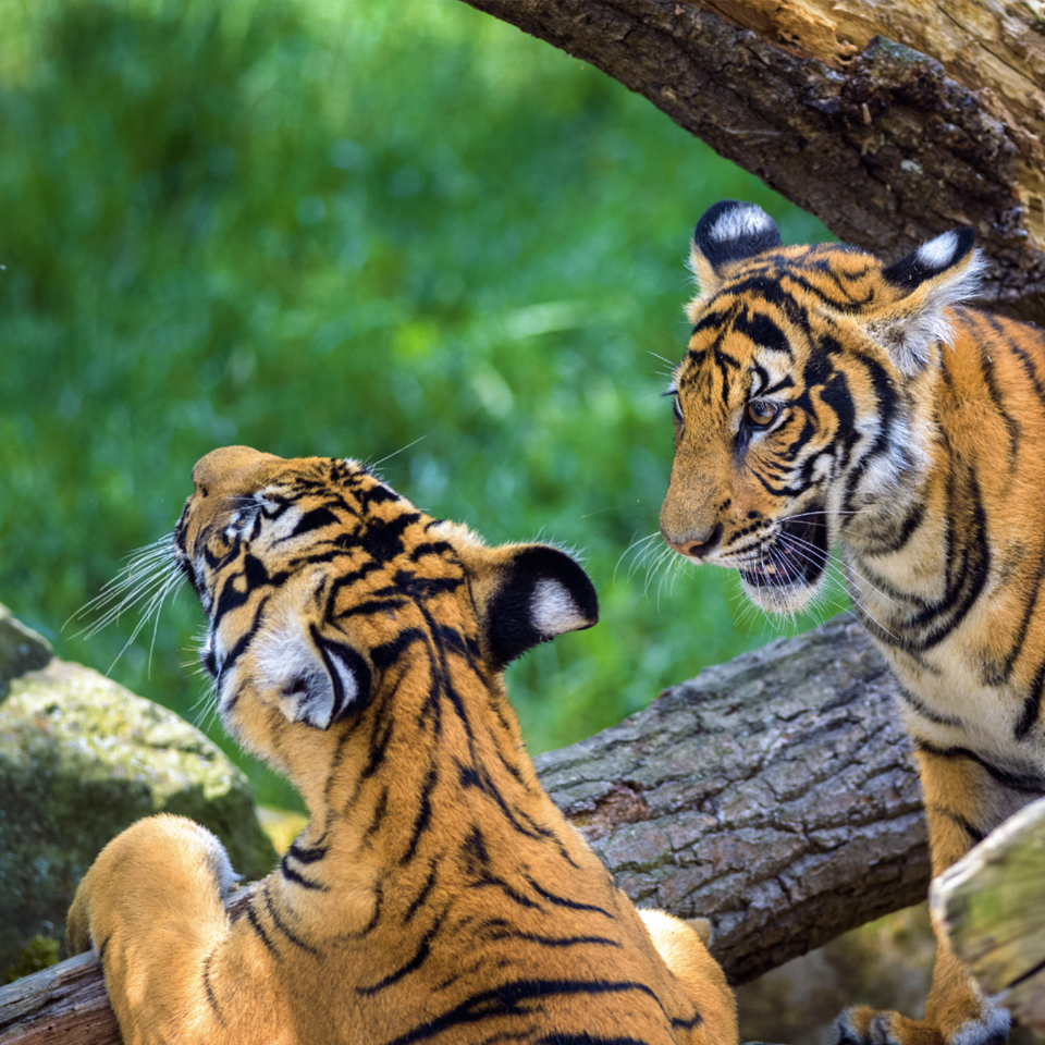 Bhadra Wildlife Sanctuary